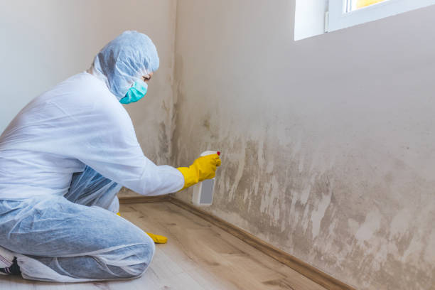 Professional mold removal team in Helotes
